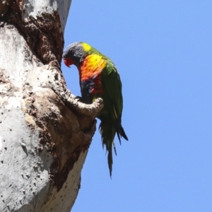 Trichoglossus moluccanus at Acton, ACT - 10 Oct 2023