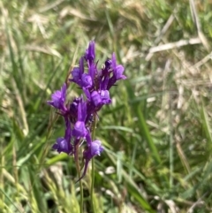 Linaria pelisseriana (Pelisser's Toadflax) at Ainslie, ACT - 10 Oct 2023 by macolless