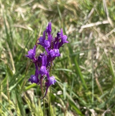Linaria pelisseriana (Pelisser's Toadflax) at Ainslie, ACT - 10 Oct 2023 by macolless