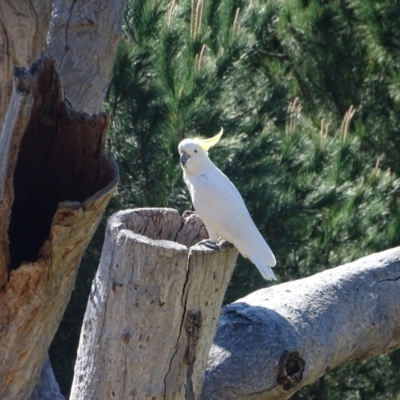 Cacatua galerita (Sulphur-crested Cockatoo) at Isaacs Ridge - 11 Oct 2023 by Mike