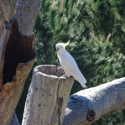 Cacatua galerita (Sulphur-crested Cockatoo) at Isaacs Ridge and Nearby - 11 Oct 2023 by Mike