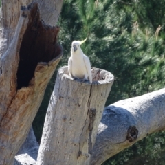 Cacatua galerita at Isaacs, ACT - 11 Oct 2023 02:34 PM