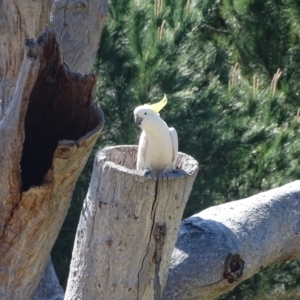 Cacatua galerita at Isaacs, ACT - 11 Oct 2023