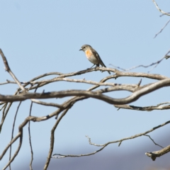 Petroica boodang (Scarlet Robin) at Rendezvous Creek, ACT - 11 Oct 2023 by Trevor