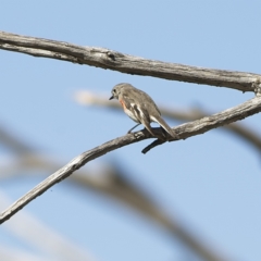 Petroica boodang at Rendezvous Creek, ACT - 11 Oct 2023