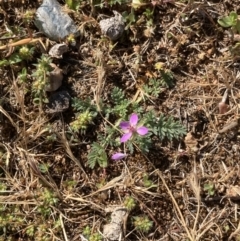 Erodium cicutarium (Common Storksbill, Common Crowfoot) at Ainslie volcanic grassland - 9 Oct 2023 by macolless