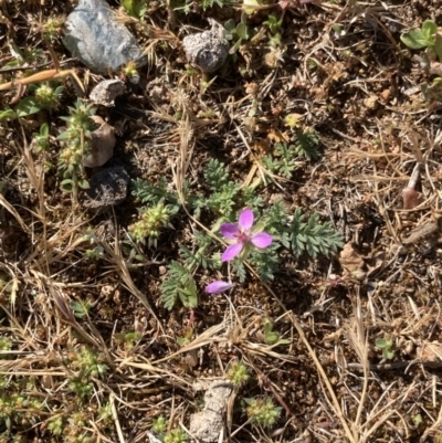 Erodium cicutarium (Common Storksbill, Common Crowfoot) at Campbell, ACT - 10 Oct 2023 by macolless