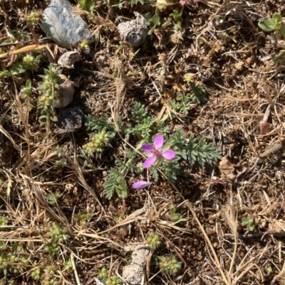 Erodium cicutarium (Common Storksbill, Common Crowfoot) at Ainslie volcanic grassland - 9 Oct 2023 by macolless