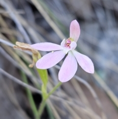 Caladenia carnea (Pink Fingers) at Block 402 - 11 Oct 2023 by AaronClausen