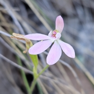 Caladenia carnea at Stromlo, ACT - suppressed