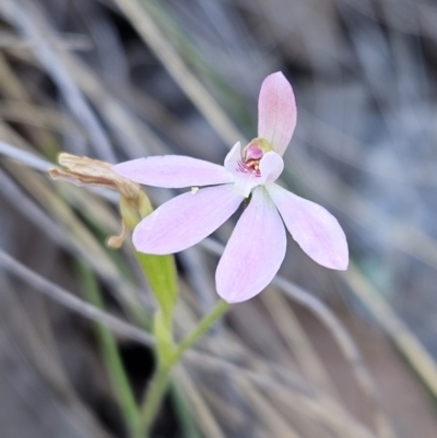 Caladenia carnea (Pink Fingers) at Block 402 - 11 Oct 2023 by AaronClausen