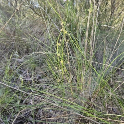 Drosera auriculata (Tall Sundew) at Piney Ridge - 11 Oct 2023 by AaronClausen