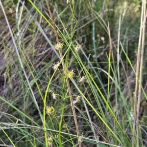 Drosera auriculata at Stromlo, ACT - 11 Oct 2023