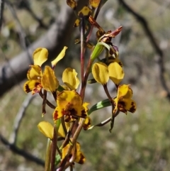 Diuris semilunulata (Late Leopard Orchid) at Block 402 - 11 Oct 2023 by AaronClausen