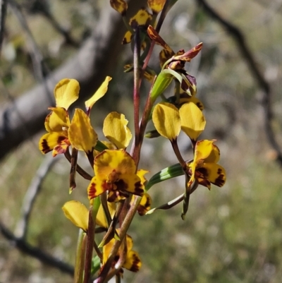 Diuris semilunulata (Late Leopard Orchid) at Block 402 - 11 Oct 2023 by AaronClausen