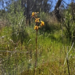 Diuris semilunulata at Stromlo, ACT - suppressed