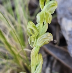 Hymenochilus cycnocephalus (Swan greenhood) at Block 402 - 11 Oct 2023 by AaronClausen