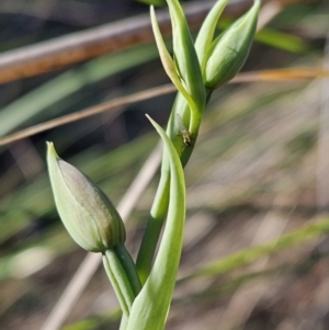 Calochilus sp. at Bluetts Block (402, 403, 12, 11) - 11 Oct 2023