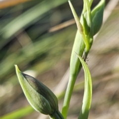 Calochilus sp. at Block 402 - 11 Oct 2023