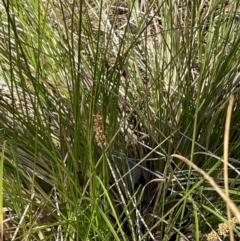 Carex appressa at Tuggeranong, ACT - 11 Oct 2023 11:43 AM