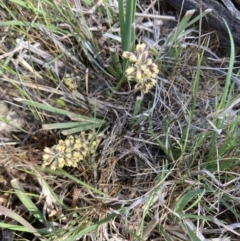 Lomandra multiflora (Many-flowered Matrush) at Ainslie Volcanics Grassland (AGQ) - 9 Oct 2023 by macolless