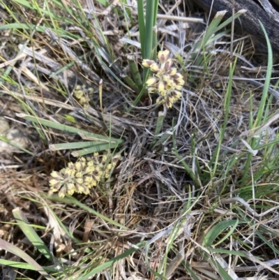 Lomandra multiflora (Many-flowered Matrush) at Ainslie, ACT - 10 Oct 2023 by macolless