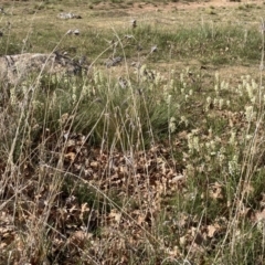 Stackhousia monogyna (Creamy Candles) at Ainslie volcanic grassland - 9 Oct 2023 by macolless