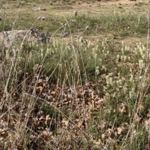 Stackhousia monogyna at Campbell, ACT - 10 Oct 2023 10:02 AM