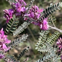 Indigofera adesmiifolia (Tick Indigo) at Tuggeranong, ACT - 10 Oct 2023 by JaneR