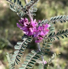 Indigofera adesmiifolia at Tuggeranong, ACT - 11 Oct 2023 10:36 AM