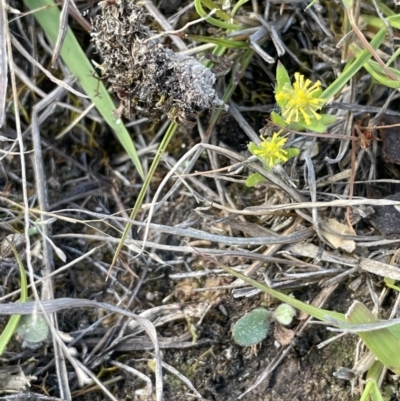 Triptilodiscus pygmaeus (Annual Daisy) at Wanniassa Hill - 10 Oct 2023 by JaneR