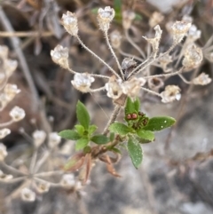 Pomax umbellata (A Pomax) at Tuggeranong, ACT - 11 Oct 2023 by JaneR