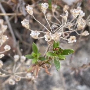 Pomax umbellata at Tuggeranong, ACT - 11 Oct 2023