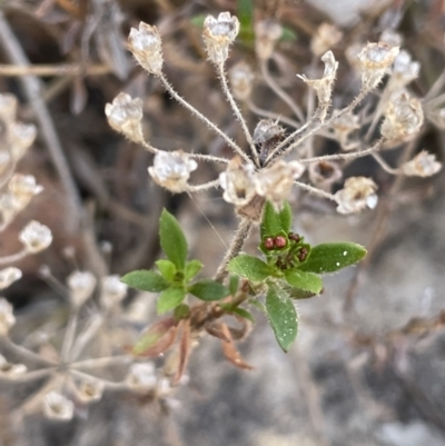 Pomax umbellata (A Pomax) at Wanniassa Hill - 11 Oct 2023 by JaneR