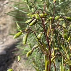 Stypandra glauca (Nodding Blue Lily) at Tuggeranong, ACT - 10 Oct 2023 by JaneR