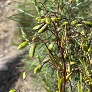 Stypandra glauca at Tuggeranong, ACT - 11 Oct 2023 09:50 AM