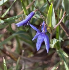 Stypandra glauca at Tuggeranong, ACT - 11 Oct 2023 09:50 AM