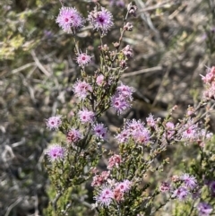 Kunzea parvifolia (Violet Kunzea) at Tuggeranong, ACT - 10 Oct 2023 by JaneR