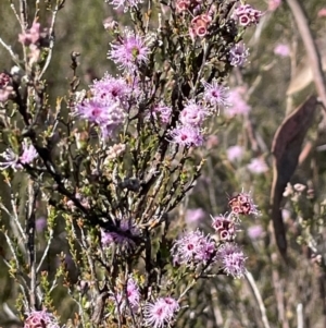 Kunzea parvifolia at Tuggeranong, ACT - 11 Oct 2023 10:26 AM