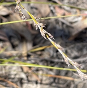 Lepidosperma laterale at Tuggeranong, ACT - 11 Oct 2023