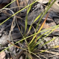 Lepidosperma laterale at Tuggeranong, ACT - 11 Oct 2023