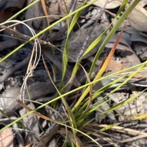 Lepidosperma laterale at Tuggeranong, ACT - 11 Oct 2023