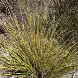 Lepidosperma laterale at Tuggeranong, ACT - 11 Oct 2023 11:57 AM