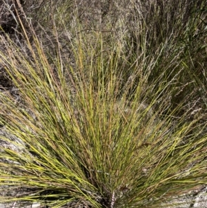 Lepidosperma laterale at Tuggeranong, ACT - 11 Oct 2023