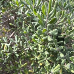 Persoonia rigida (Hairy Geebung) at Tuggeranong, ACT - 11 Oct 2023 by JaneR