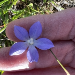 Wahlenbergia stricta subsp. stricta at Murrumbateman, NSW - 11 Oct 2023 05:32 PM