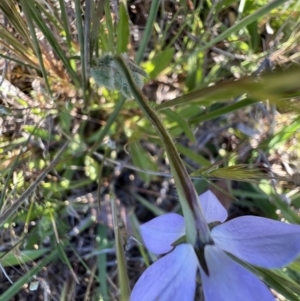 Wahlenbergia stricta subsp. stricta at Murrumbateman, NSW - 11 Oct 2023 05:32 PM