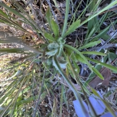Wahlenbergia stricta subsp. stricta at Murrumbateman, NSW - 11 Oct 2023