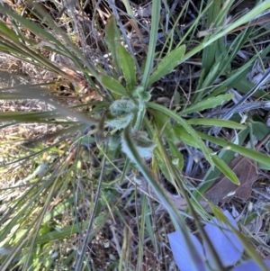 Wahlenbergia stricta subsp. stricta at Murrumbateman, NSW - 11 Oct 2023
