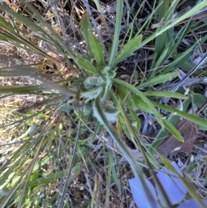 Wahlenbergia stricta subsp. stricta at Murrumbateman, NSW - 11 Oct 2023 05:32 PM